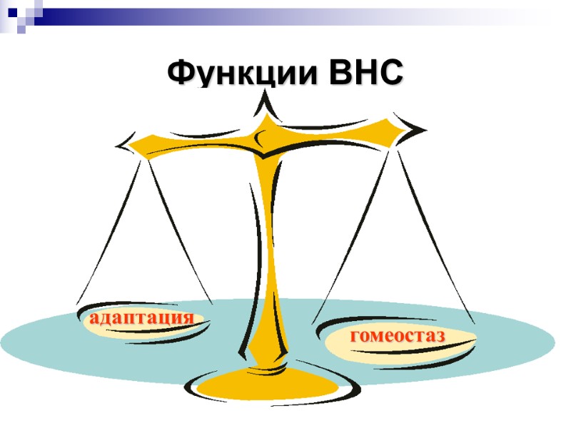 Функции ВНС адаптация гомеостаз